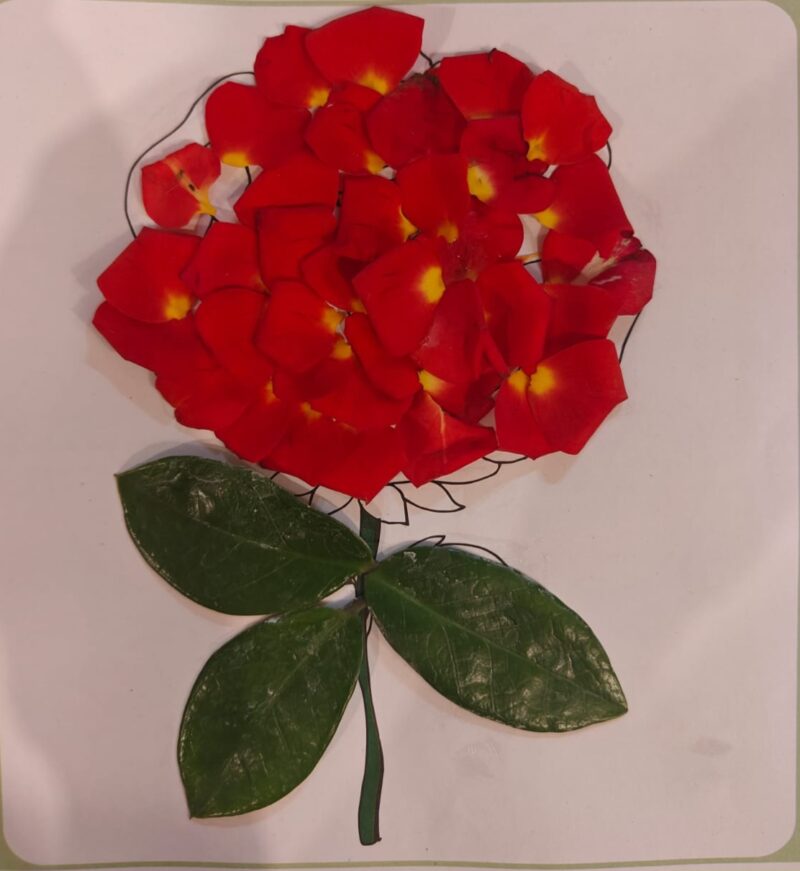 Rose: The Flower