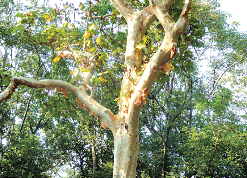 Wildlife: Insects: The Mysterious Lives of Trees 