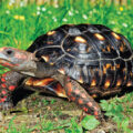 Tortoises Experience Feelings