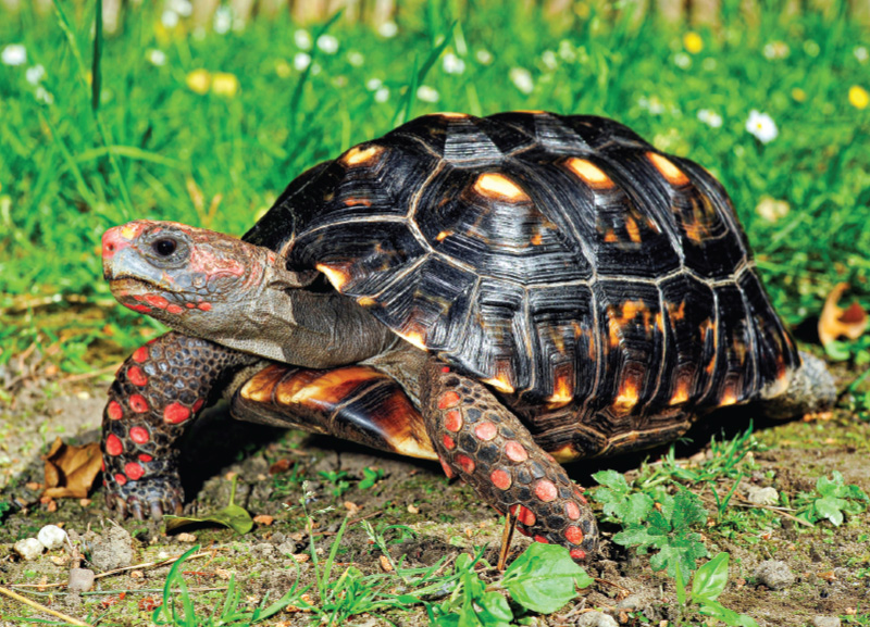 Tortoises Experience Feelings