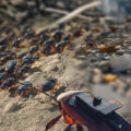 Cockroaches Help in Surveillance