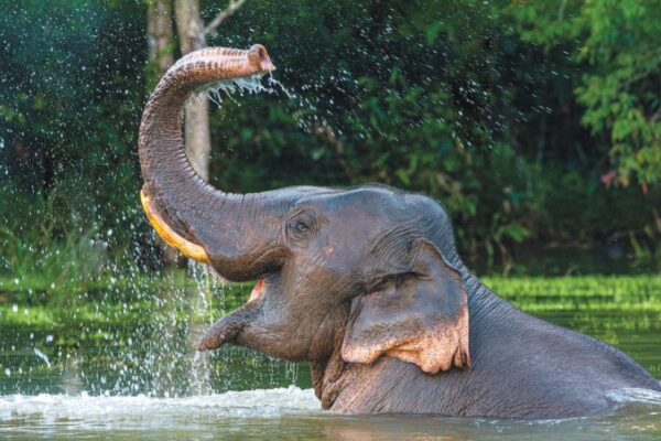 Caring for Elephants