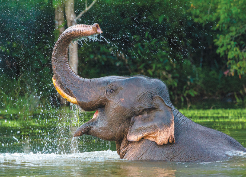 Caring for Elephants