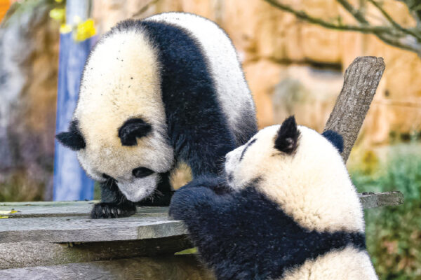 Does a Giant Panda’s Tail Grow?