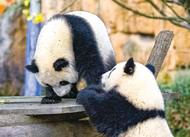 Does a Giant Panda’s Tail Grow?