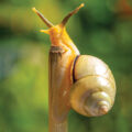 Restoring Eyesight in Humans - News for Kids