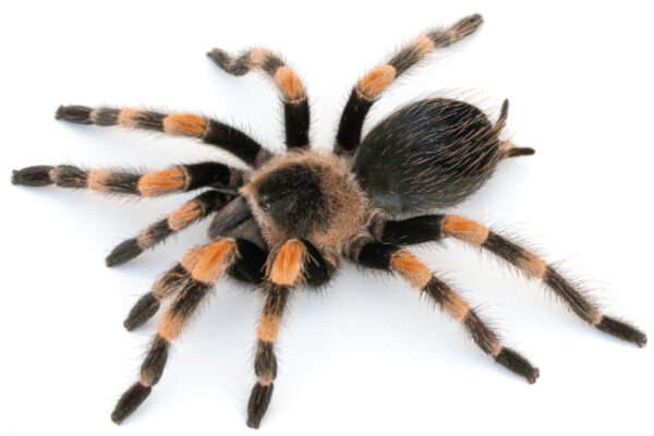 What Happens to Tarantulas When They Moult?