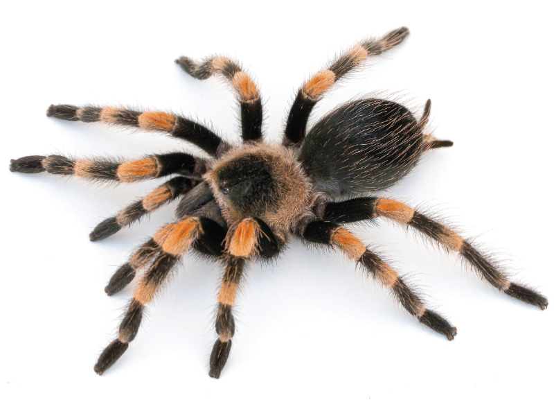 What Happens to Tarantulas When They Moult?