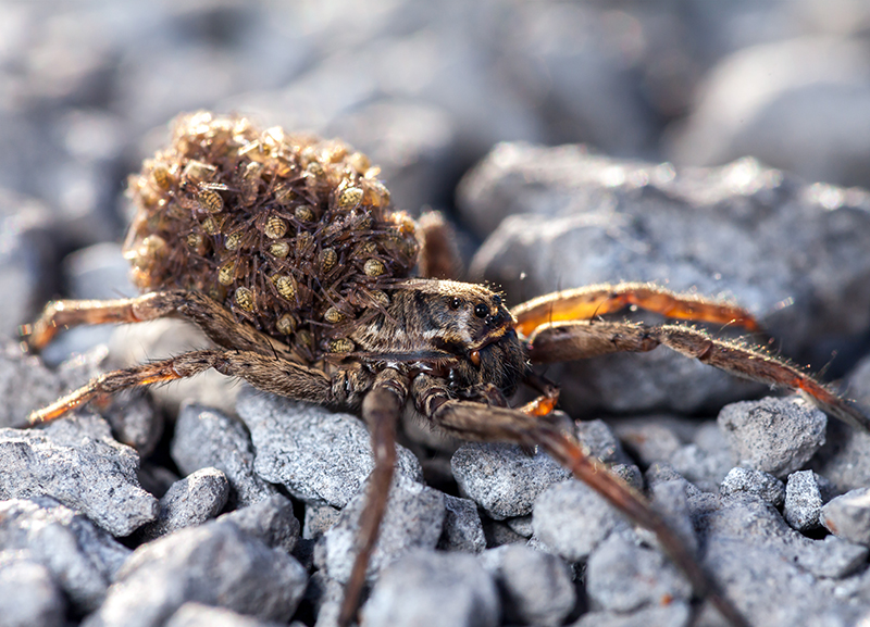 Wildlife: Spidey Secrets