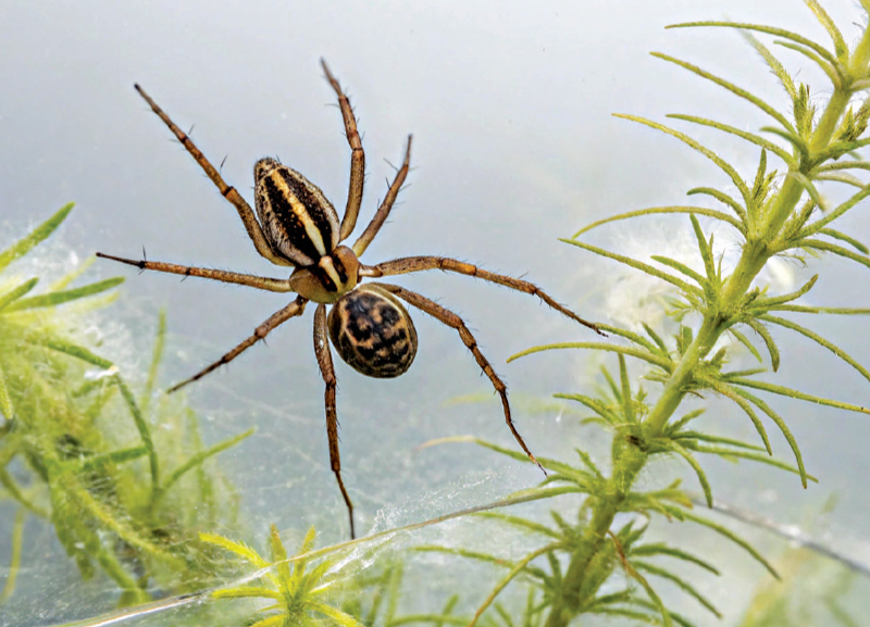 Wildlife: Spidey Secrets