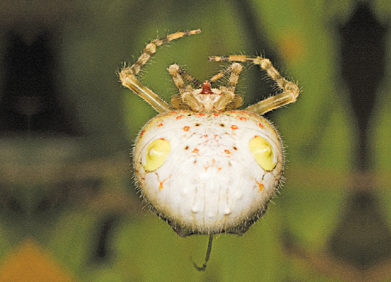 Wildlife: Spidey Secrets