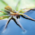 Wildlife: Spidey Secrets