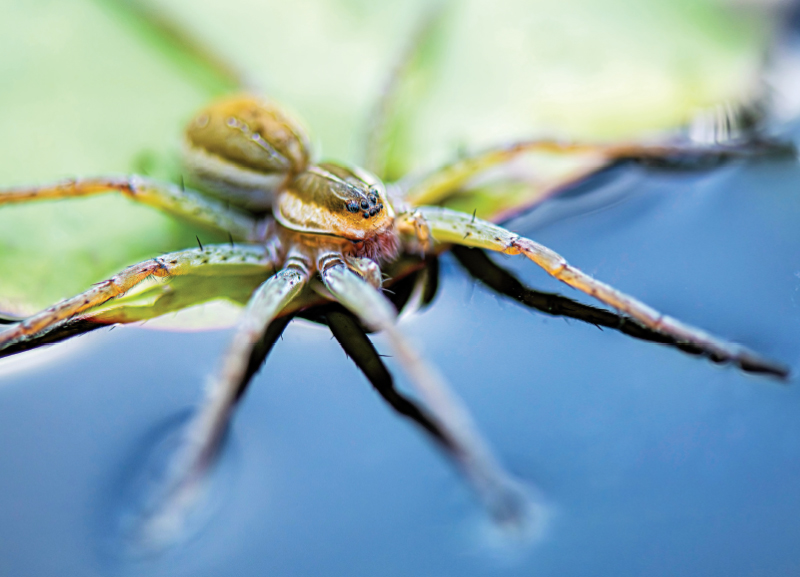 Wildlife: Spidey Secrets 