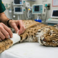 Advancement in Animal Care 