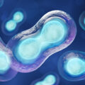 The First Cell vs Cell Theory 
