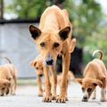 Stray Dog Care 
