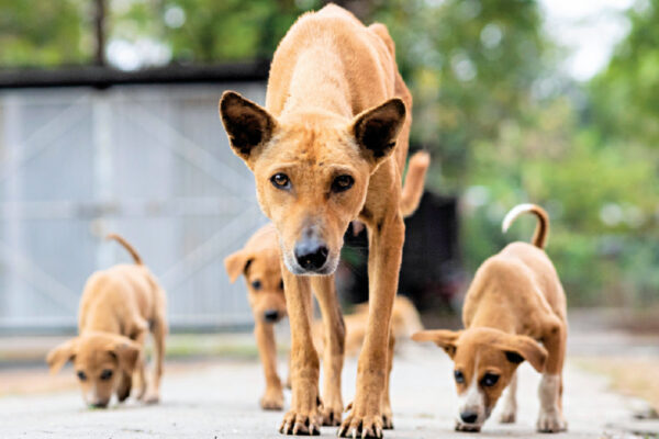 Stray Dog Care 