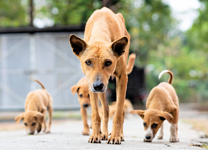 Stray Dog Care 