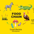 What Is a Food Chain?  