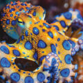 Study on Octopuses’ Arms
