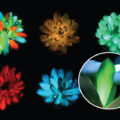 Plants That Glow Developed  