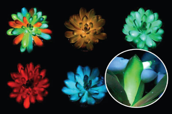 Plants That Glow Developed  