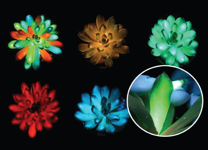 Plants That Glow Developed  