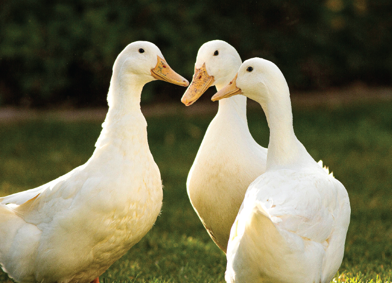 Can animals talk to each other?