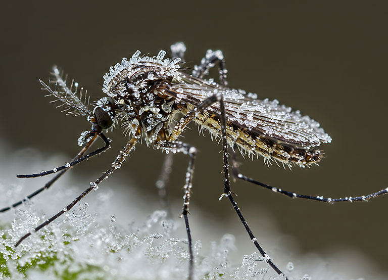 Mosquitoes Discovered in Iceland