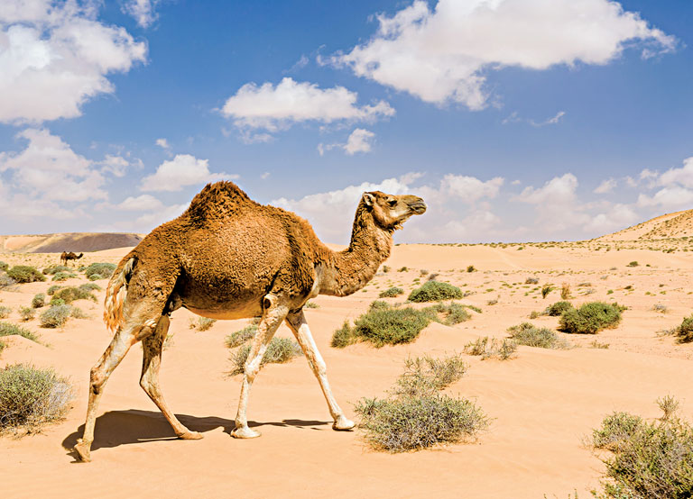 Secrets of Adaptation