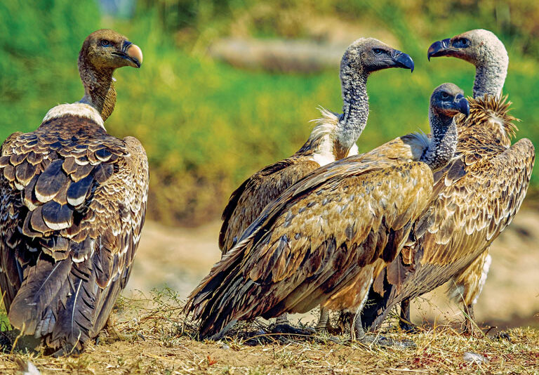 Secrets of Adaptation