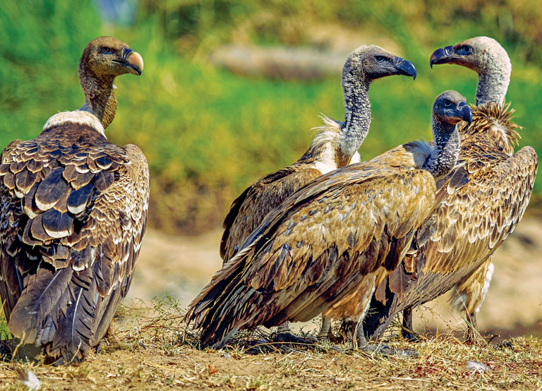 Secrets of Adaptation