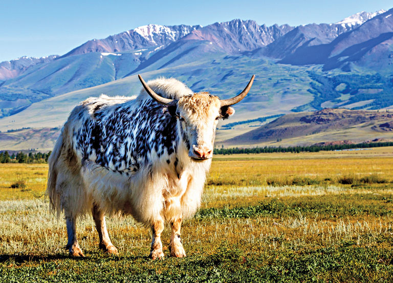 Secrets of Adaptation