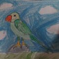 My Parrot