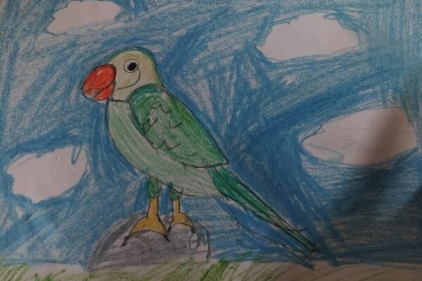 My Parrot
