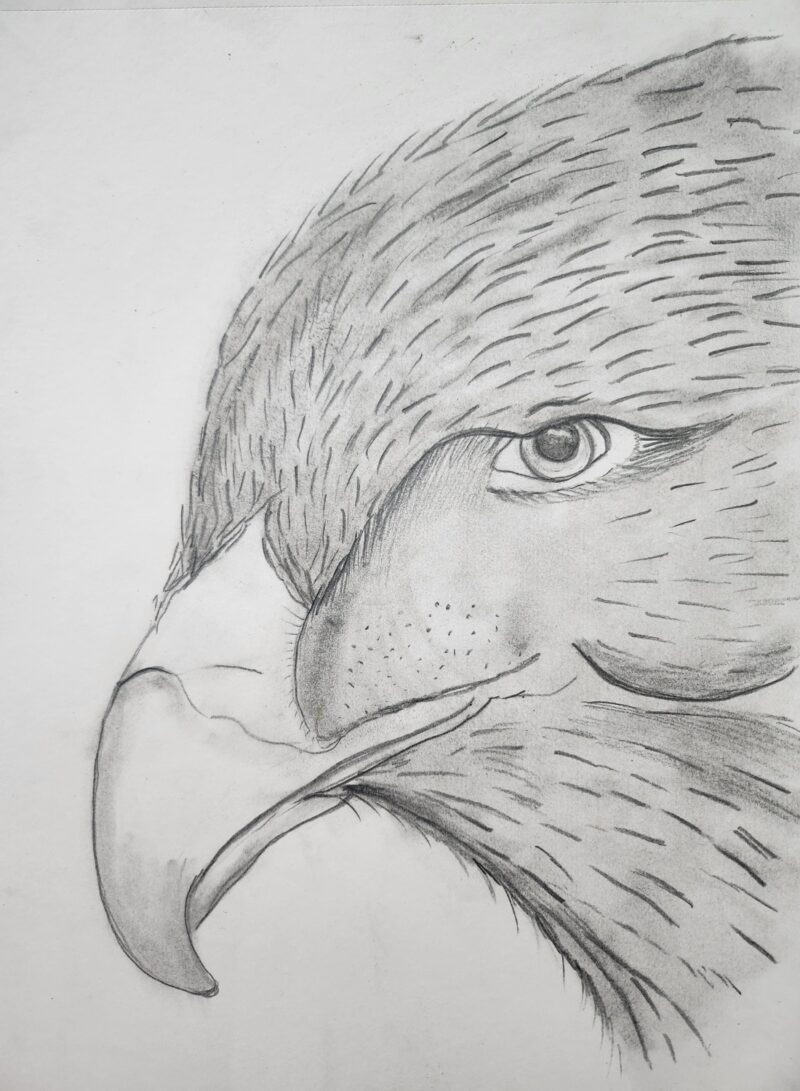 Eagle: The Solitary Hunter