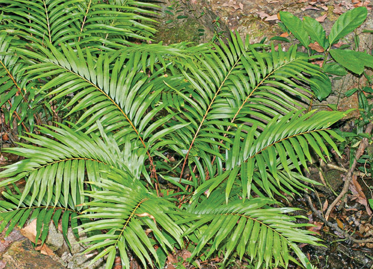 Harvesting Elements from Plants
