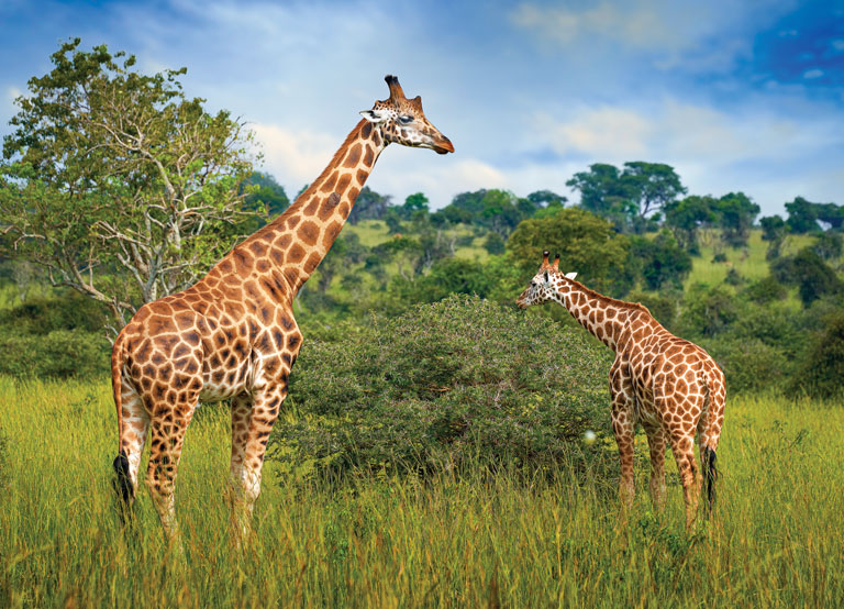 Role of Giraffes’ Legs