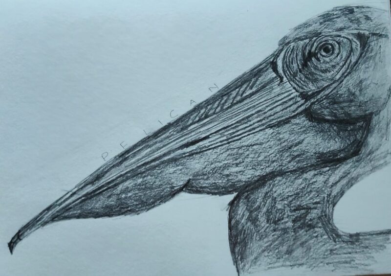 Pelican
