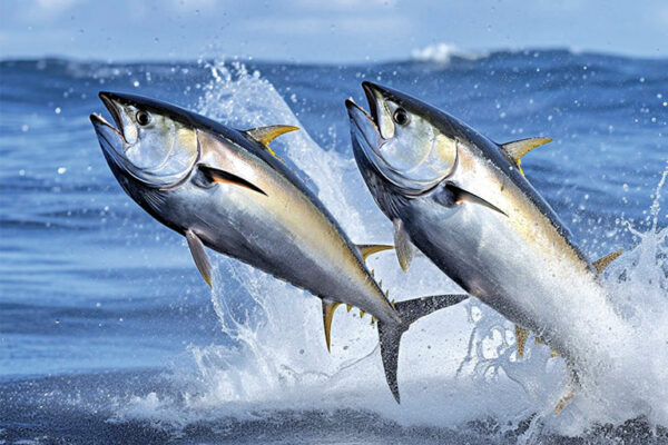 Boosting Fishery Efforts