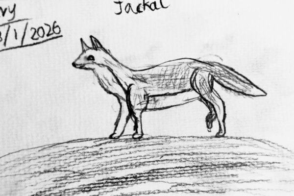 Jackal