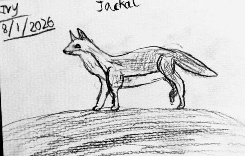 Jackal