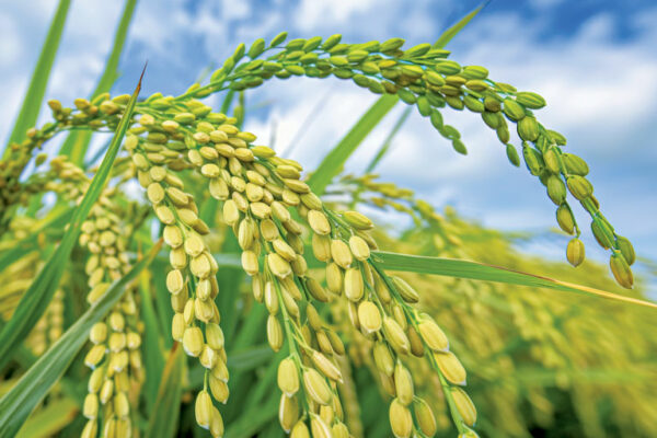 India’s Rice Production