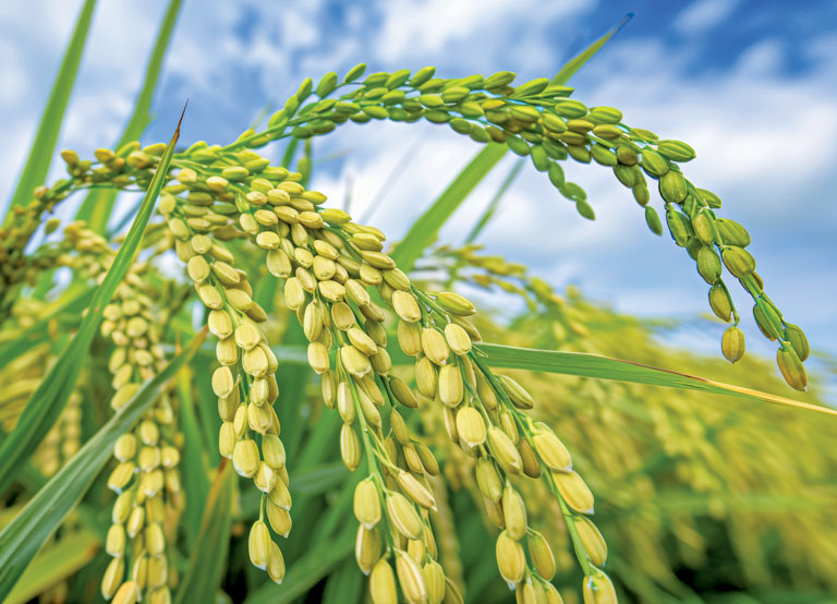 India’s Rice Production