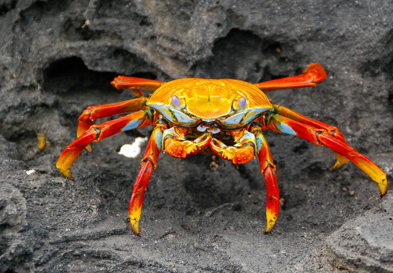 What are invertebrates?