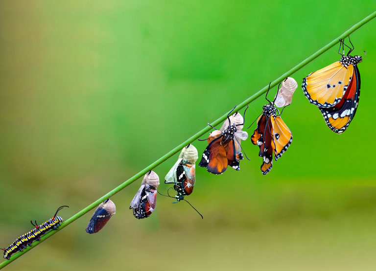 What Is Metamorphosis?