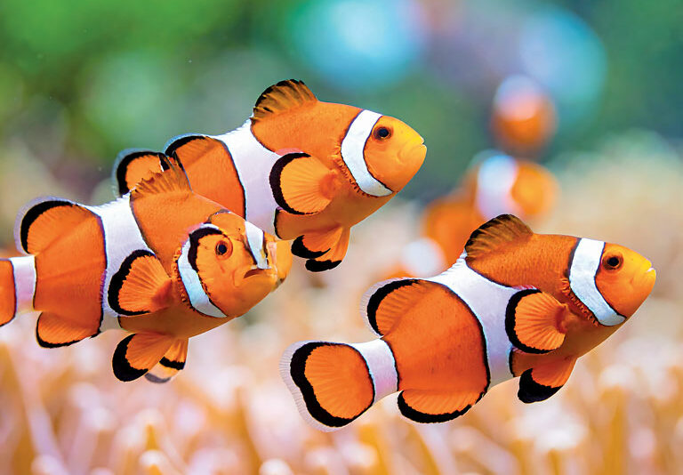 The Ocean Is Changing!