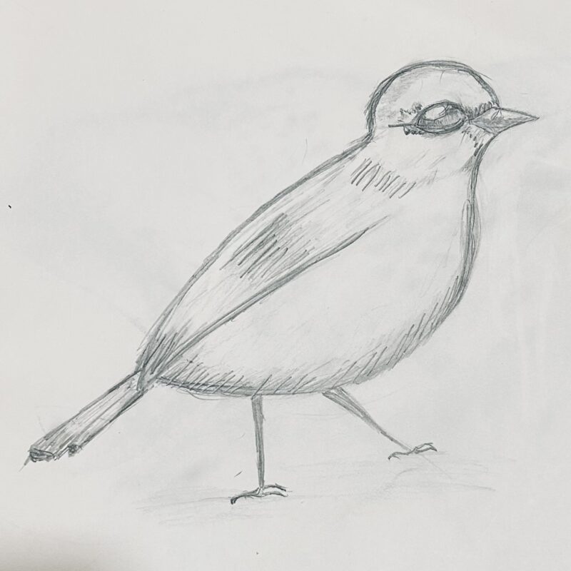 Sketching of Sparrow