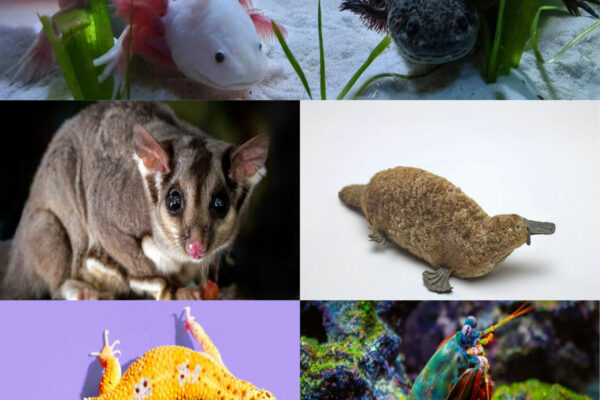 Are You Ready to Take a Fun Ride With Me on Exploring About a Few Exotic Animals?