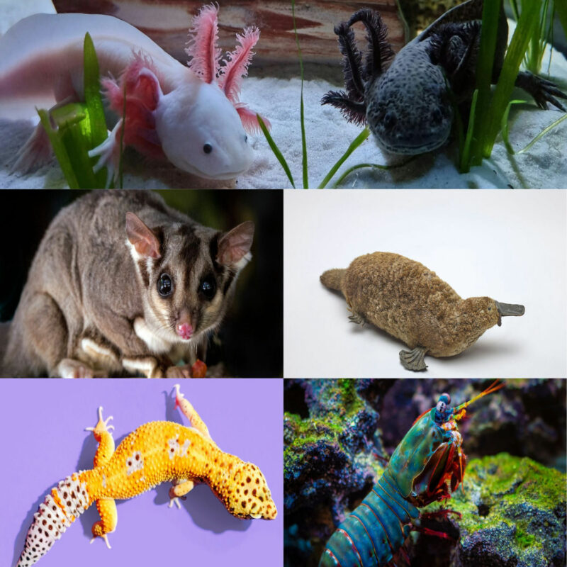 Are You Ready to Take a Fun Ride With Me on Exploring About a Few Exotic Animals?